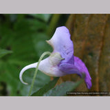 Perennials ~ Impatiens puberula ~ Dancing Oaks Nursery and Gardens ~ Retail Nursery ~ Mail Order Nursery