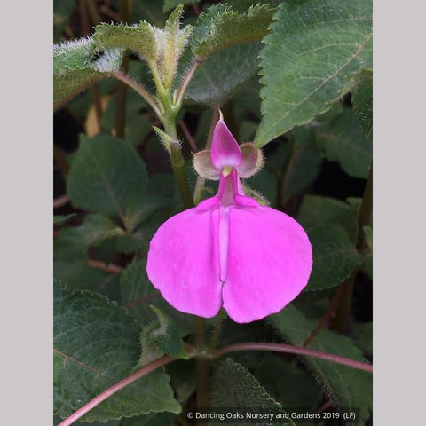 Perennials ~ Impatiens apiculata, Tender Impatiens ~ Dancing Oaks Nursery and Gardens ~ Retail Nursery ~ Mail Order Nursery