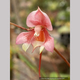 Impatiens flanaganiae, Mrs. Flanagan's Impatiens