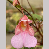 Impatiens flanaganiae, Mrs. Flanagan's Impatiens