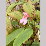 Impatiens flanaganiae, Mrs. Flanagan's Impatiens