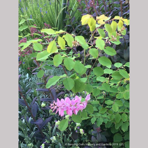 Shrubs ~ Indigofera kirilowii 'Bernheim', Bernheim Giant Chinese Indigo ~ Dancing Oaks Nursery and Gardens ~ Retail Nursery ~ Mail Order Nursery