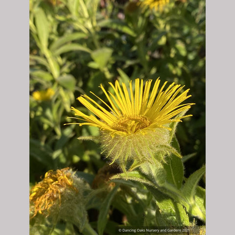 Inula hookeri