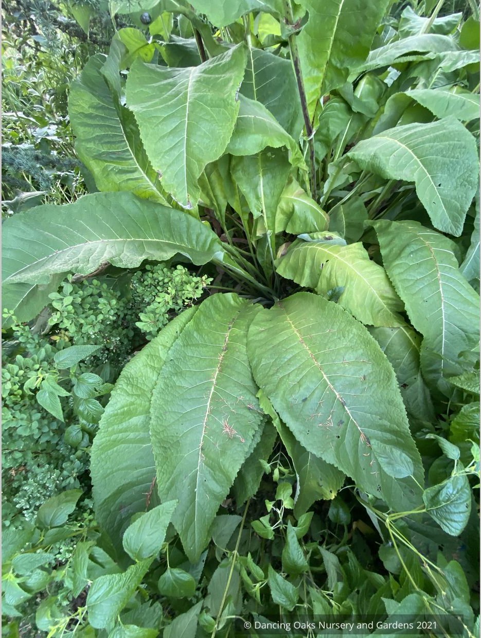Inula racemosa