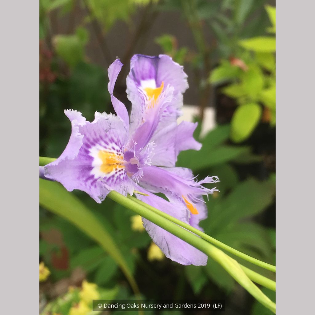 Iris confusa 'Martyn Rix', Bamboo Iris – Dancing Oaks Nursery and