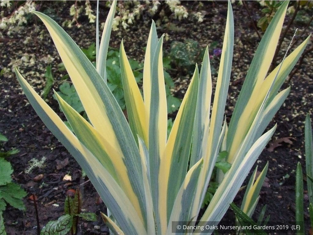 Perennials ~ Iris pallida 'Aurea Variegata', Variegated Bearded Iris ~ Dancing Oaks Nursery and Gardens ~ Retail Nursery ~ Mail Order Nursery