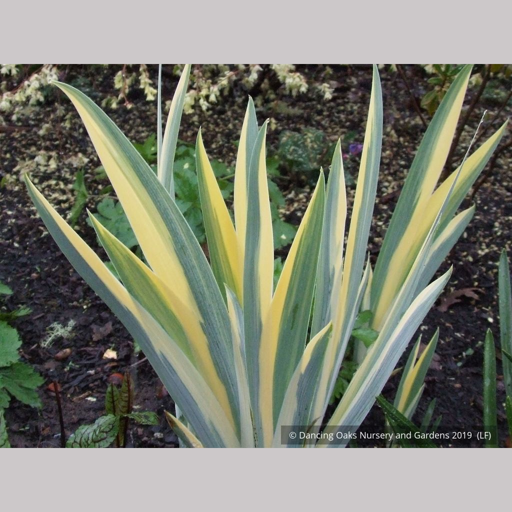 Iris pallida 'Aurea Variegata', Variegated Bearded Iris – Dancing Oaks  Nursery and Gardens