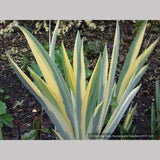Perennials ~ Iris pallida 'Aurea Variegata', Variegated Bearded Iris ~ Dancing Oaks Nursery and Gardens ~ Retail Nursery ~ Mail Order Nursery