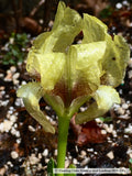 Perennials ~ Iris attica, Dwarf Bearded Iris ~ Dancing Oaks Nursery and Gardens ~ Retail Nursery ~ Mail Order Nursery