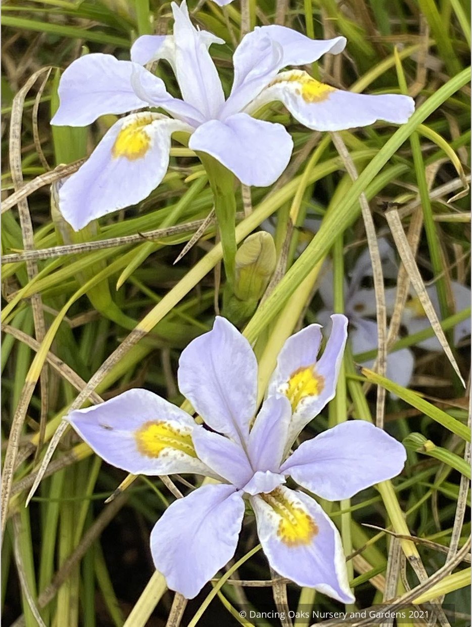 Iris dabashanensis (syn Iris henryi) - Clone #1, Chinese Woodland Iris