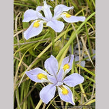 Iris dabashanensis (syn Iris henryi) - Clone #1, Chinese Woodland Iris