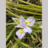 Iris dabashanensis (syn Iris henryi) - Clone #2, Chinese Woodland Iris
