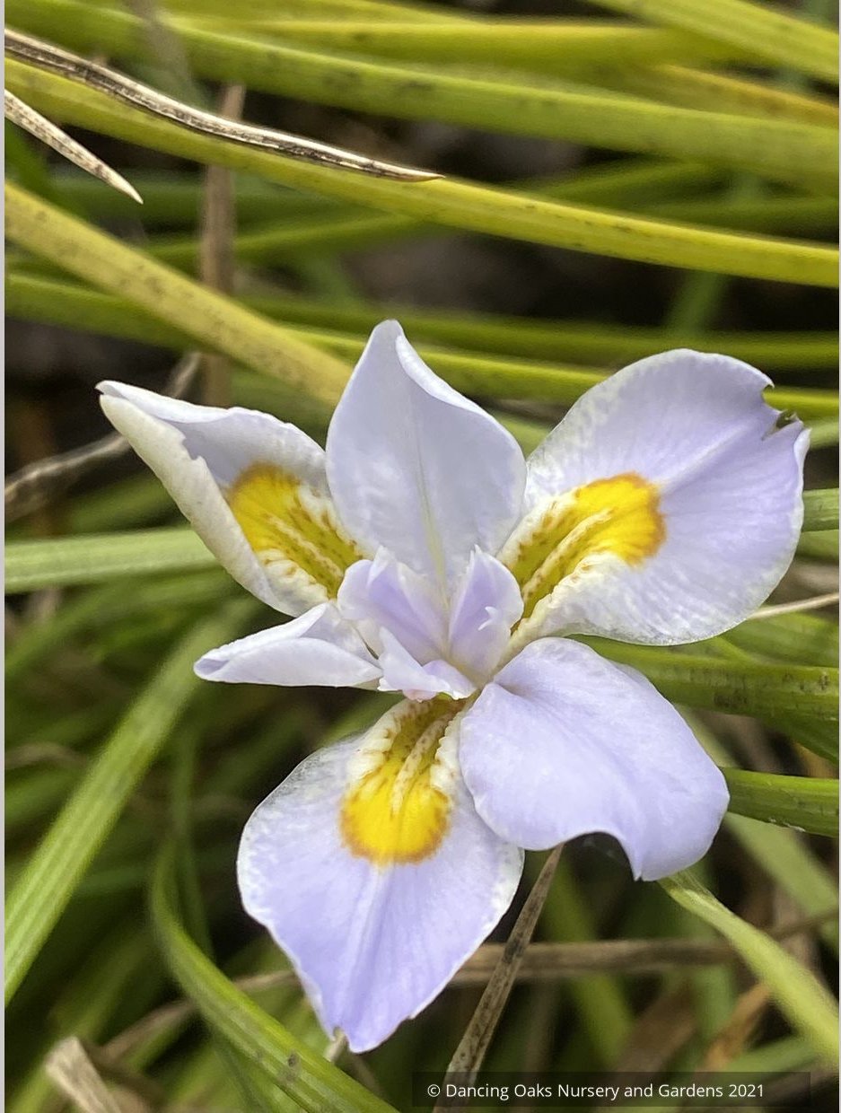Iris dabashanensis (syn Iris henryi) - Clone #2, Chinese Woodland Iris