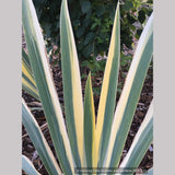 Perennials ~ Iris pallida 'Aurea Variegata', Variegated Bearded Iris ~ Dancing Oaks Nursery and Gardens ~ Retail Nursery ~ Mail Order Nursery