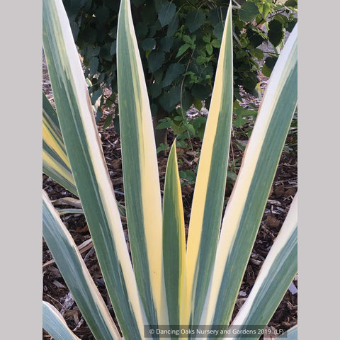 Perennials ~ Iris pallida 'Aurea Variegata', Variegated Bearded Iris ~ Dancing Oaks Nursery and Gardens ~ Retail Nursery ~ Mail Order Nursery
