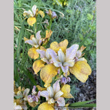 Iris siberica 'Peacock Butterfly™ Ginger Twist', Siberian Iris
