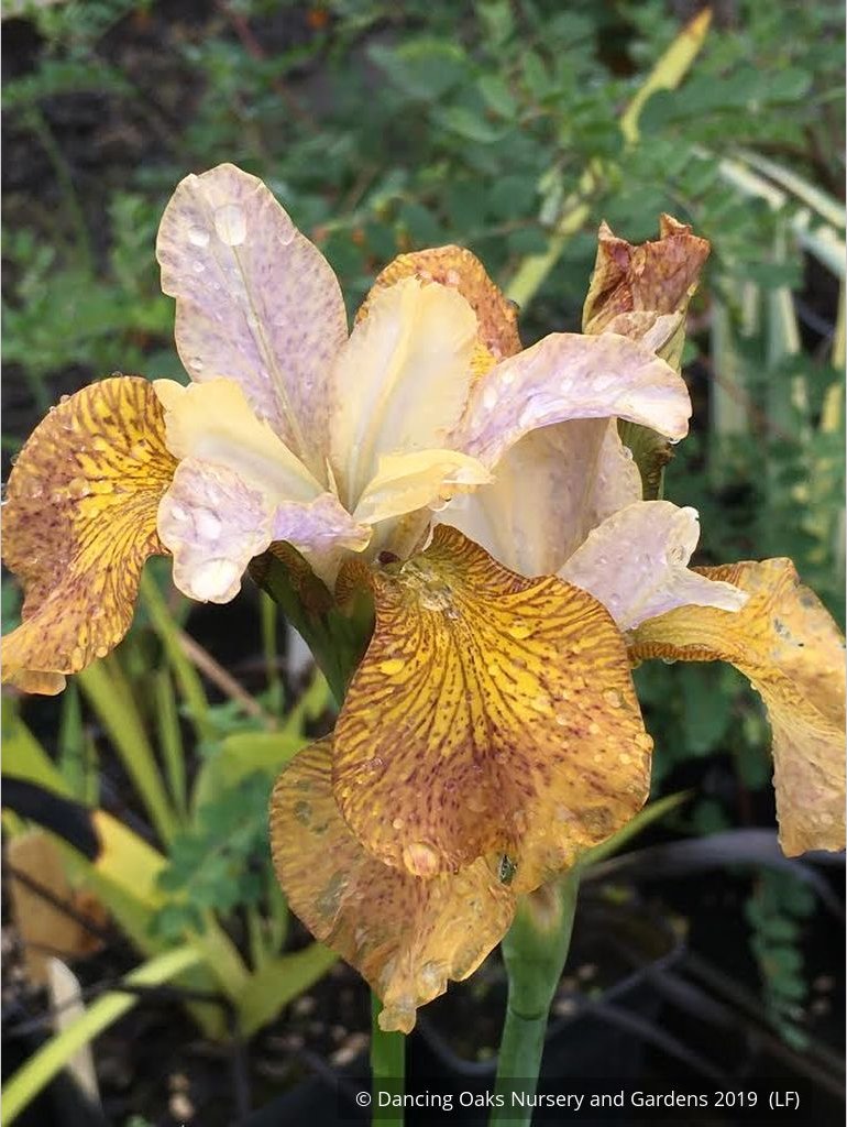 Perennials ~ Iris siberica 'Peacock Butterfly™ Ginger Twist', Siberian Iris ~ Dancing Oaks Nursery and Gardens ~ Retail Nursery ~ Mail Order Nursery
