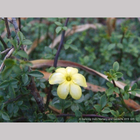 Shrubs ~ Jasminum parkeri, Dwarf Jasmine ~ Dancing Oaks Nursery and Gardens ~ Retail Nursery ~ Mail Order Nursery
