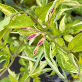 Vines ~ Jasminum x stephanense, Hardy Jasmine ~ Dancing Oaks Nursery and Gardens ~ Retail Nursery ~ Mail Order Nursery