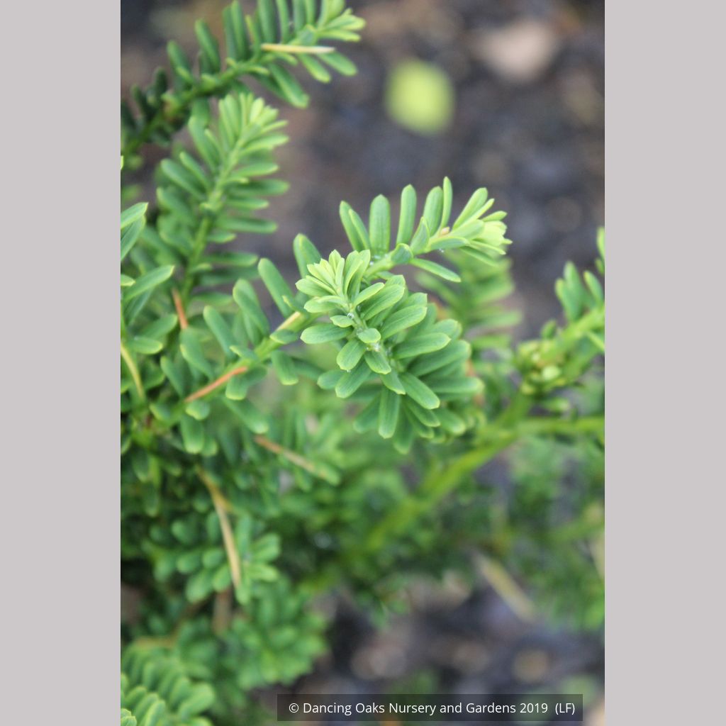 Taxus baccata 'Amersfoort', English Yew – Dancing Oaks Nursery and Gardens
