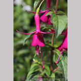 Shrubs ~ Fuchsia 'Fuchsaide 88', Hardy Fuchsia ~ Dancing Oaks Nursery and Gardens ~ Retail Nursery ~ Mail Order Nursery