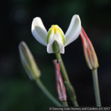 Bulbs & Tubers ~ Albuca humilis ~ Dancing Oaks Nursery and Gardens ~ Retail Nursery ~ Mail Order Nursery