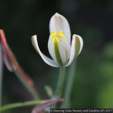 Bulbs & Tubers ~ Albuca humilis ~ Dancing Oaks Nursery and Gardens ~ Retail Nursery ~ Mail Order Nursery
