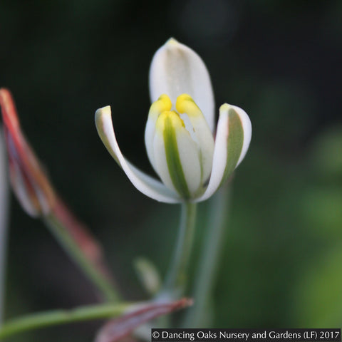 Bulbs & Tubers ~ Albuca humilis ~ Dancing Oaks Nursery and Gardens ~ Retail Nursery ~ Mail Order Nursery