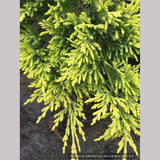 Trees ~ Juniperus horizontalis 'Golden Wiltonii', Golden Creeping Juniper ~ Dancing Oaks Nursery and Gardens ~ Retail Nursery ~ Mail Order Nursery
