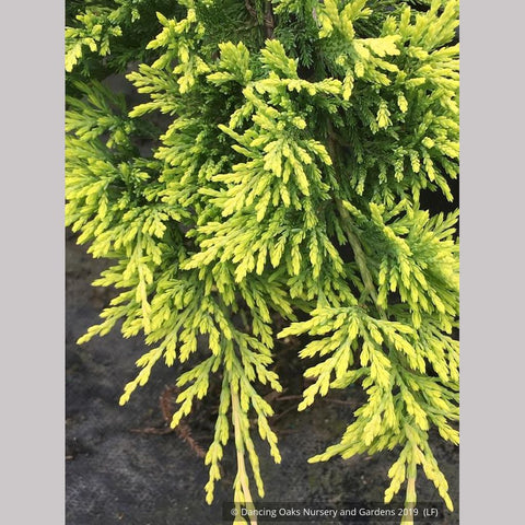 Trees ~ Juniperus horizontalis 'Golden Wiltonii', Golden Creeping Juniper ~ Dancing Oaks Nursery and Gardens ~ Retail Nursery ~ Mail Order Nursery