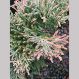 Trees ~ Juniperus horizontalis 'Golden Wiltonii', Golden Creeping Juniper ~ Dancing Oaks Nursery and Gardens ~ Retail Nursery ~ Mail Order Nursery