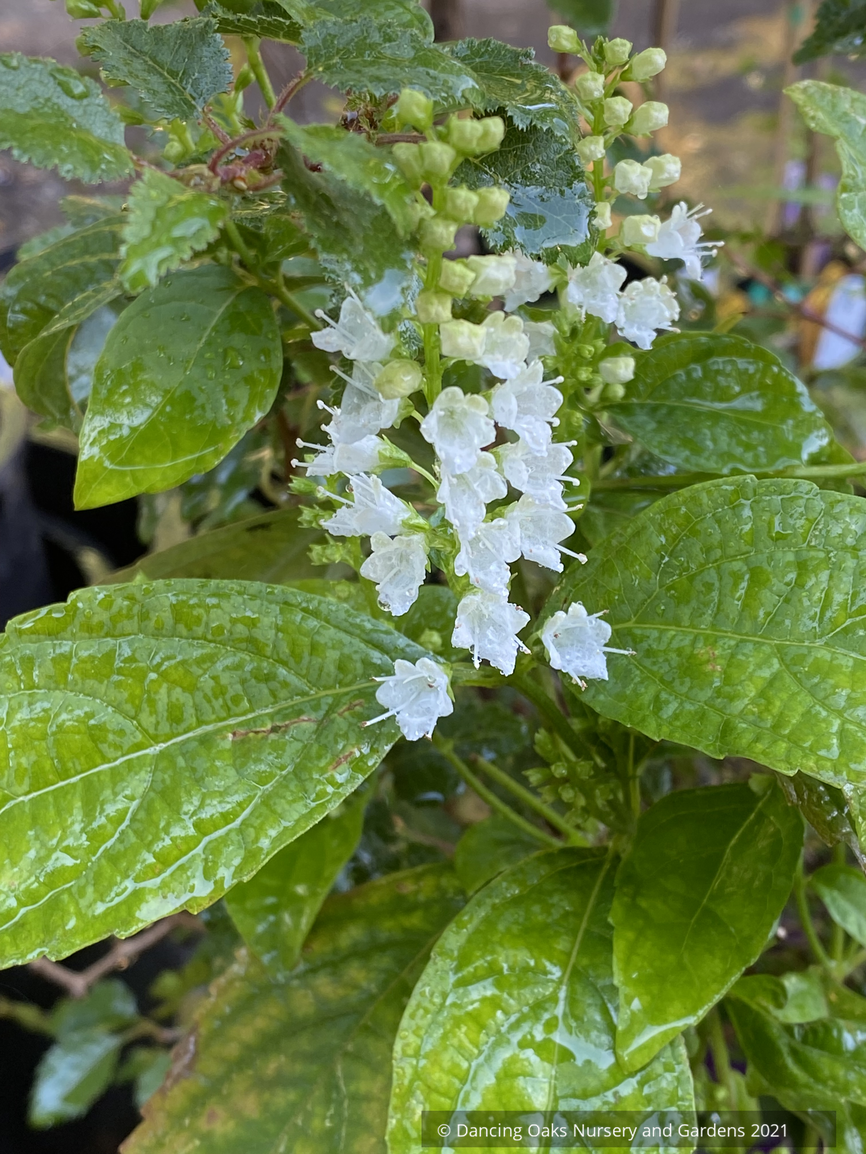 Keiskea japonica (syn. Collinsonia japonica), White Japanese Collinsonia