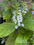 Keiskea japonica (syn. Collinsonia japonica), White Japanese Collinsonia