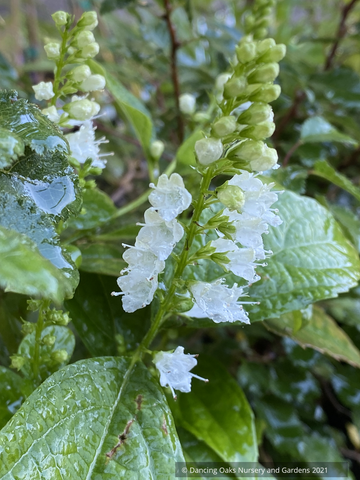 Keiskea japonica (syn. Collinsonia japonica), White Japanese Collinsonia