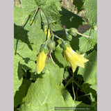 Kirengeshoma palmata, Yellow Waxy Bells