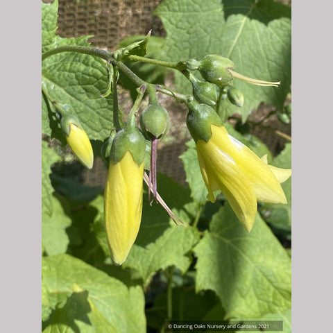 Kirengeshoma palmata, Yellow Waxy Bells
