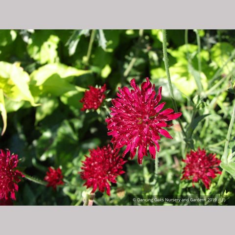 Perennials ~ Knautia macedonica, Pincushion Flower ~ Dancing Oaks Nursery and Gardens ~ Retail Nursery ~ Mail Order Nursery