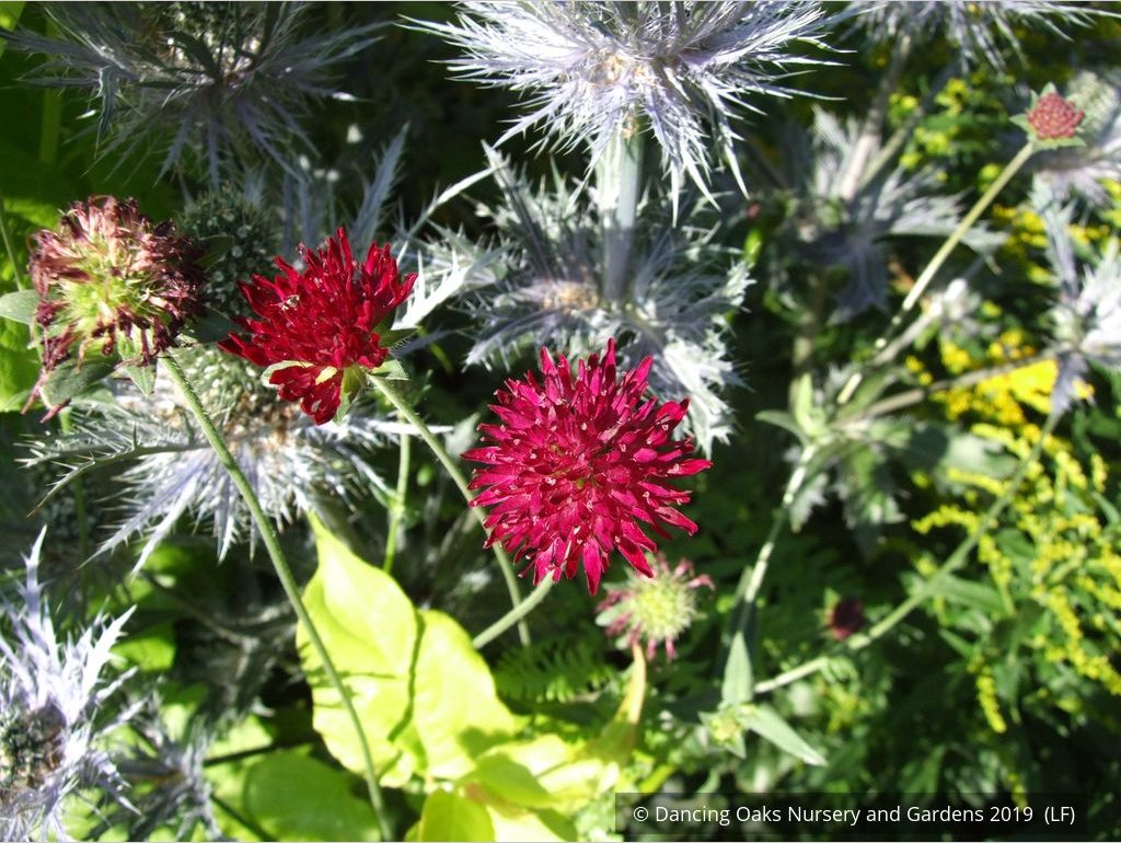 Perennials ~ Knautia macedonica, Pincushion Flower ~ Dancing Oaks Nursery and Gardens ~ Retail Nursery ~ Mail Order Nursery
