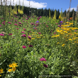 Perennials ~ Knautia macedonica, Pincushion Flower ~ Dancing Oaks Nursery and Gardens ~ Retail Nursery ~ Mail Order Nursery