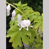 Perennials ~ Lamprocapnos (syn. Dicentra) spectabilis 'White Gold' PPAF, Bleeding Heart ~ Dancing Oaks Nursery and Gardens ~ Retail Nursery ~ Mail Order Nursery