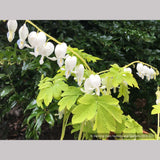 Perennials ~ Lamprocapnos (syn. Dicentra) spectabilis 'White Gold' PPAF, Bleeding Heart ~ Dancing Oaks Nursery and Gardens ~ Retail Nursery ~ Mail Order Nursery