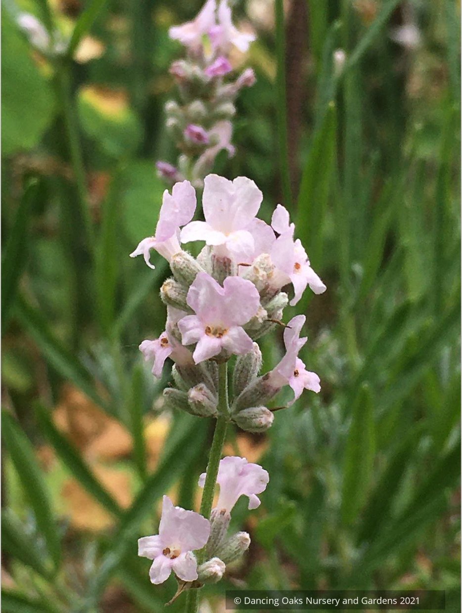 Lavandula angustifolia 'Hidcote Pink', Pink English Lavender
