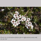 Shrubs ~ Leptospermum rupestre (Low Form), Creeping Alpine Tea Tree ~ Dancing Oaks Nursery and Gardens ~ Retail Nursery ~ Mail Order Nursery