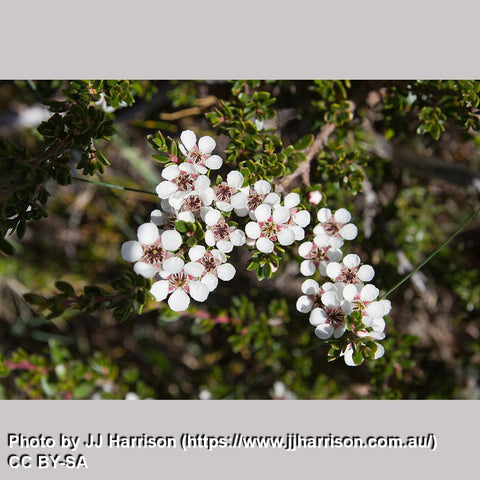 Shrubs ~ Leptospermum rupestre (Low Form), Creeping Alpine Tea Tree ~ Dancing Oaks Nursery and Gardens ~ Retail Nursery ~ Mail Order Nursery