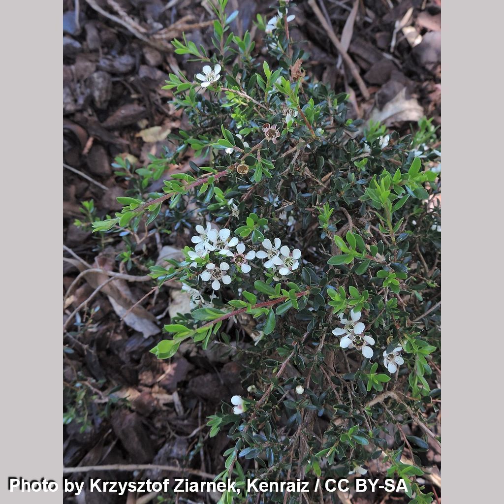 Shrubs ~ Leptospermum rupestre (Low Form), Creeping Alpine Tea Tree ~ Dancing Oaks Nursery and Gardens ~ Retail Nursery ~ Mail Order Nursery