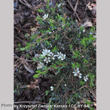 Shrubs ~ Leptospermum rupestre (Low Form), Creeping Alpine Tea Tree ~ Dancing Oaks Nursery and Gardens ~ Retail Nursery ~ Mail Order Nursery
