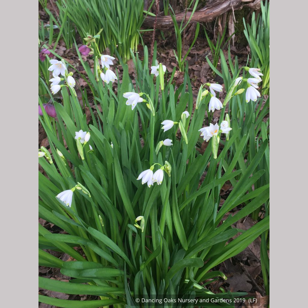 Snowflake Aestivum Giant Bulbs – Harris Seeds