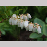 Shrubs ~ Leucothoe racemosa, Sweet Bells ~ Dancing Oaks Nursery and Gardens ~ Retail Nursery ~ Mail Order Nursery