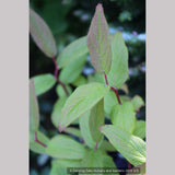 Shrubs ~ Leucothoe racemosa, Sweet Bells ~ Dancing Oaks Nursery and Gardens ~ Retail Nursery ~ Mail Order Nursery
