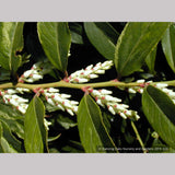 Shrubs ~ Leucothoe racemosa, Sweet Bells ~ Dancing Oaks Nursery and Gardens ~ Retail Nursery ~ Mail Order Nursery